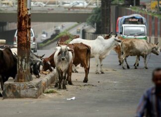 Despite levy of Cow Cess stray cattle roams freelyon roads